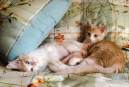 Cats baby pic