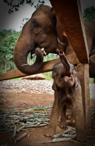 Enhanced Elephants-1