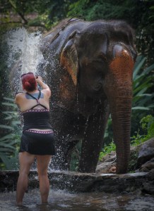 Enhanced Elephants-13