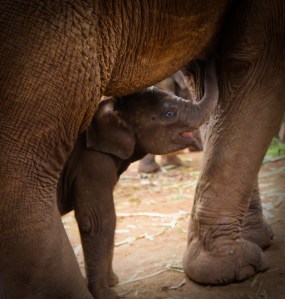 Enhanced Elephants-2