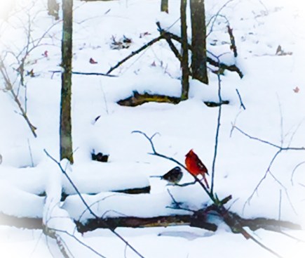 28625F1B-501D-45F5-BC6A-1964C2FF0877