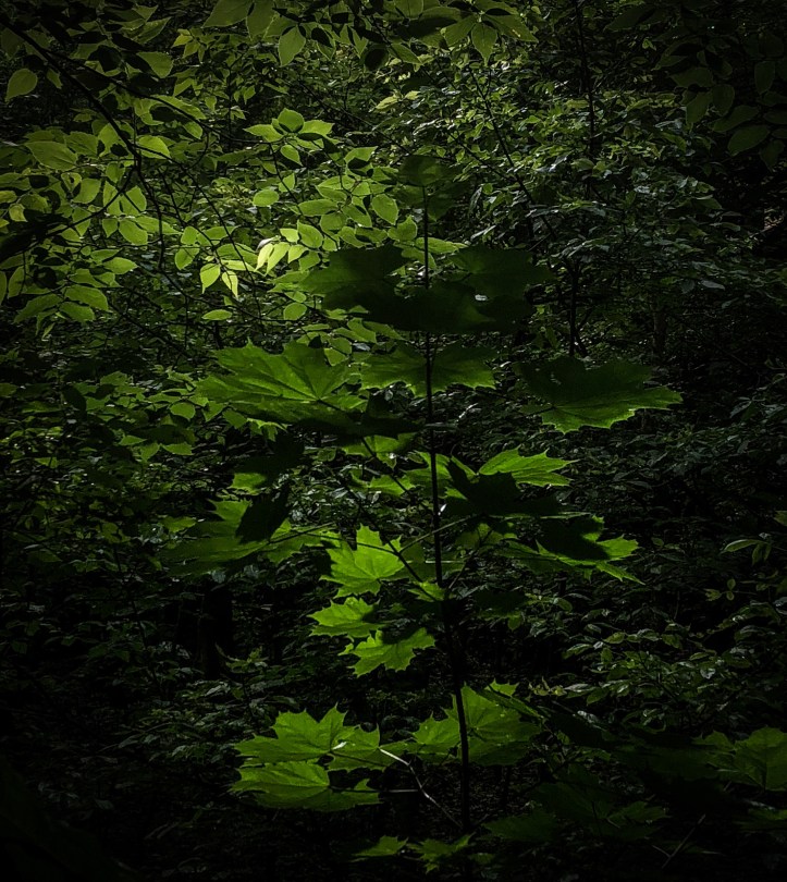 81AFEBC7-0B9D-4E21-B281-8D736F686F25