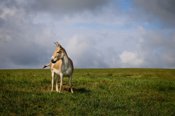 The Wilds 2018 (13 of 92)