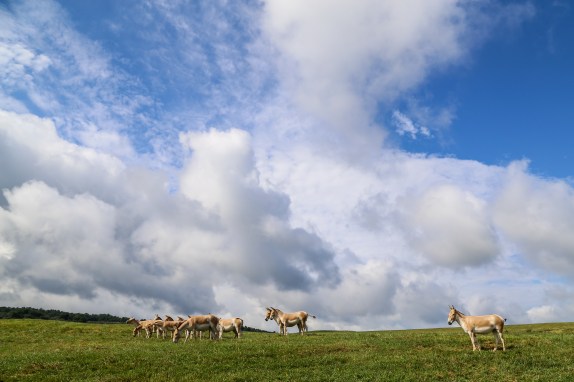 The Wilds 2018 (16 of 92)