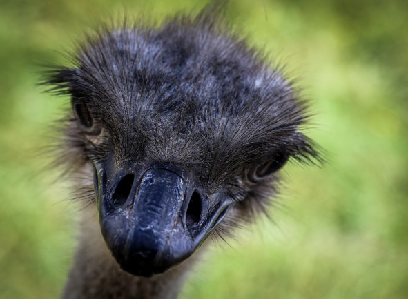 The Wilds 2018 (52 of 92)