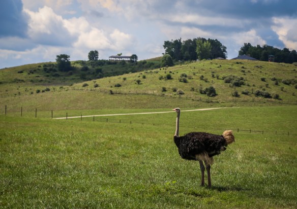 The Wilds 2018 (57 of 92)