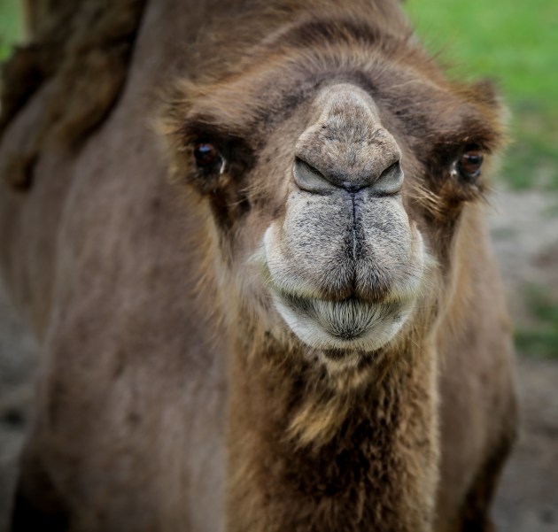 The Wilds 2018 (91 of 92)