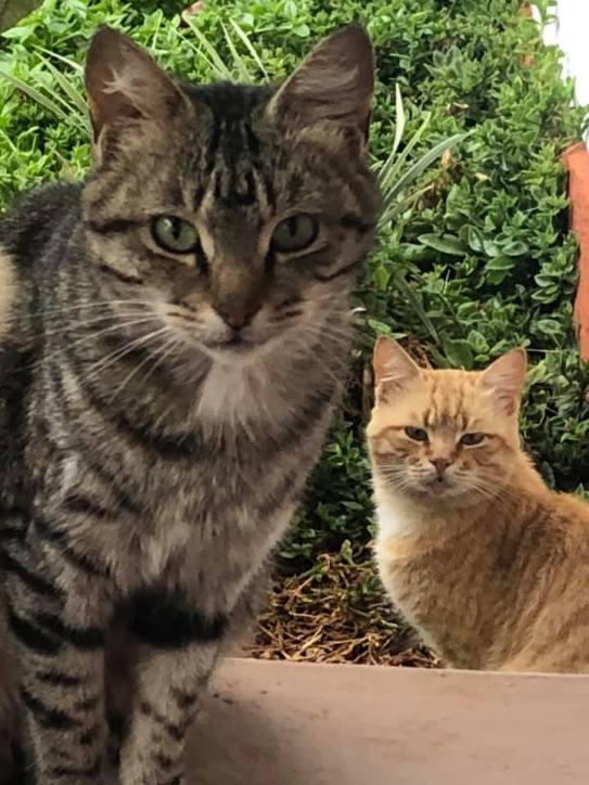 72298506_10155560341582465_5258693794705965056_n